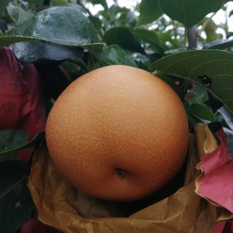 山东秋月梨