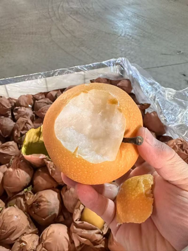 山东秋月梨