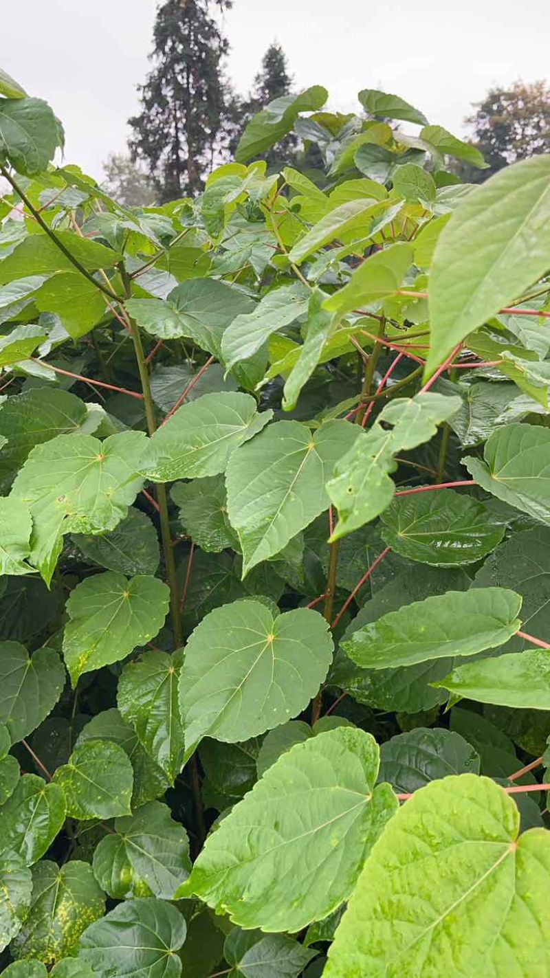 山桐子裸根苗