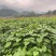 山桐子裸根苗