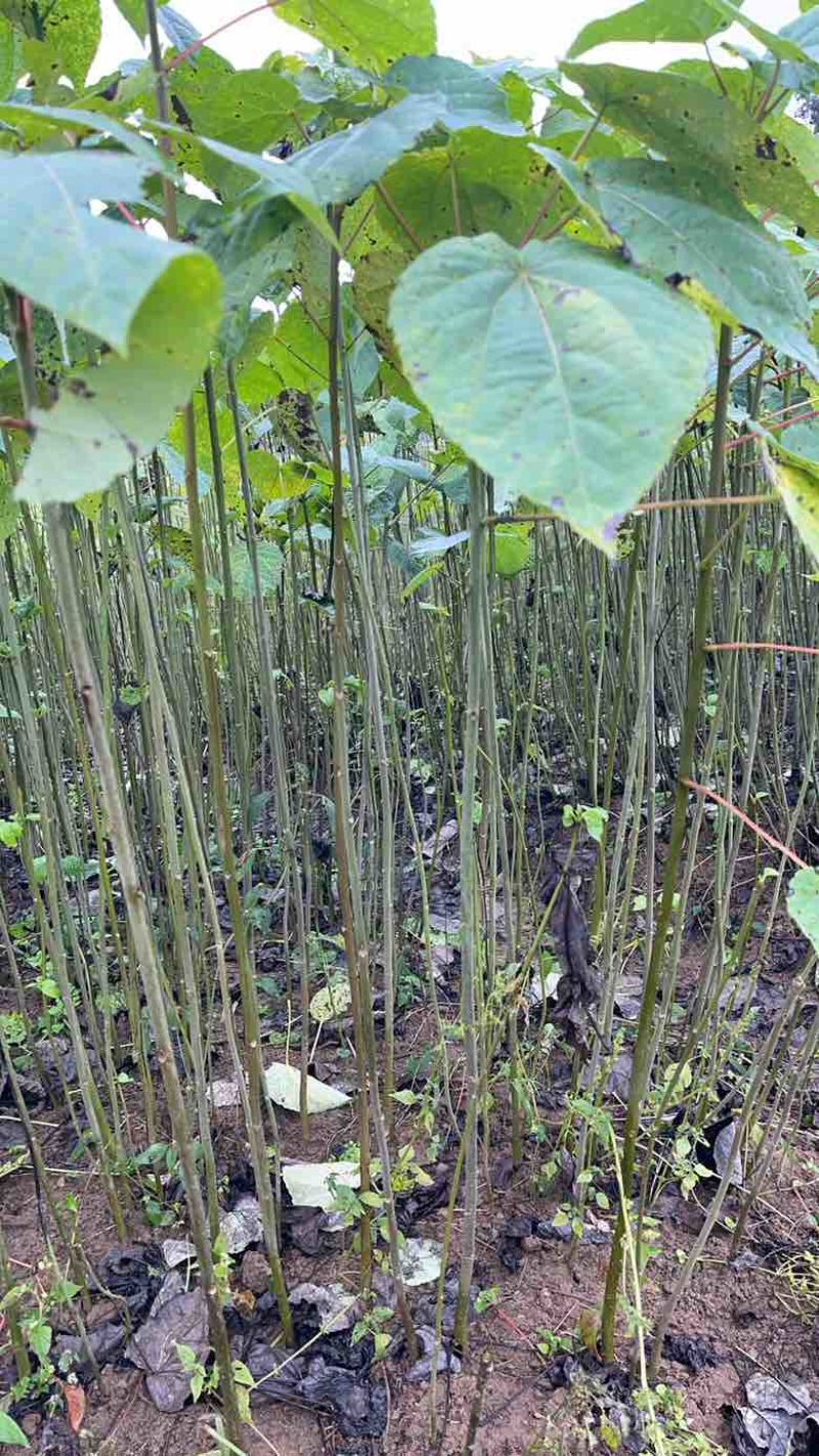 山桐子裸根苗
