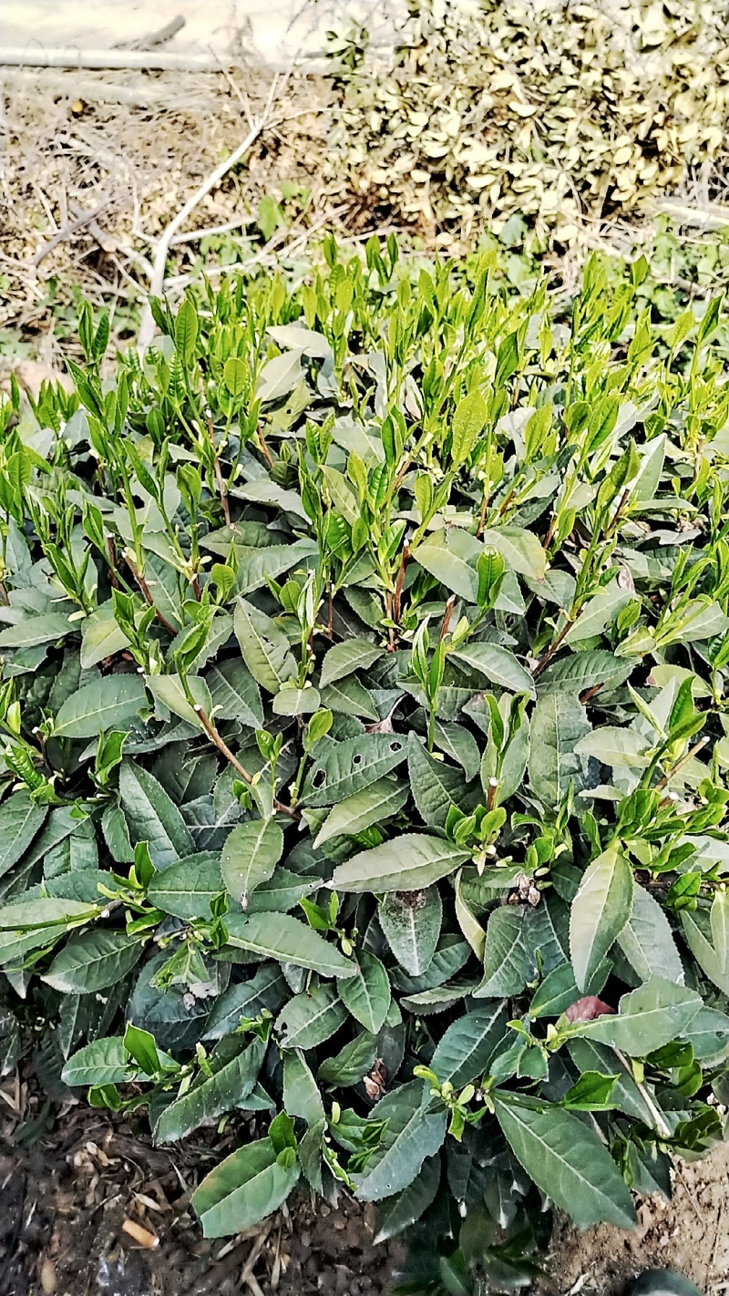 六安瓜片