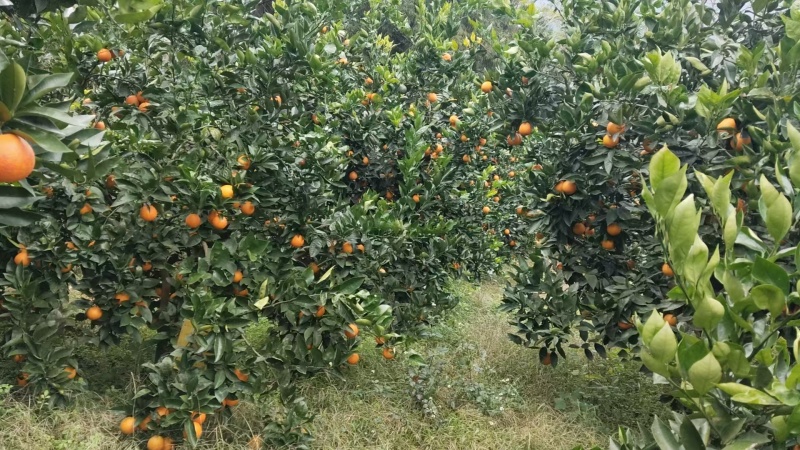 云南省盐津县庙坝镇塔罗科血橙
