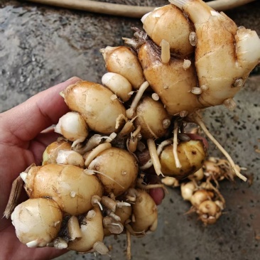 我想卖新鲜沙姜