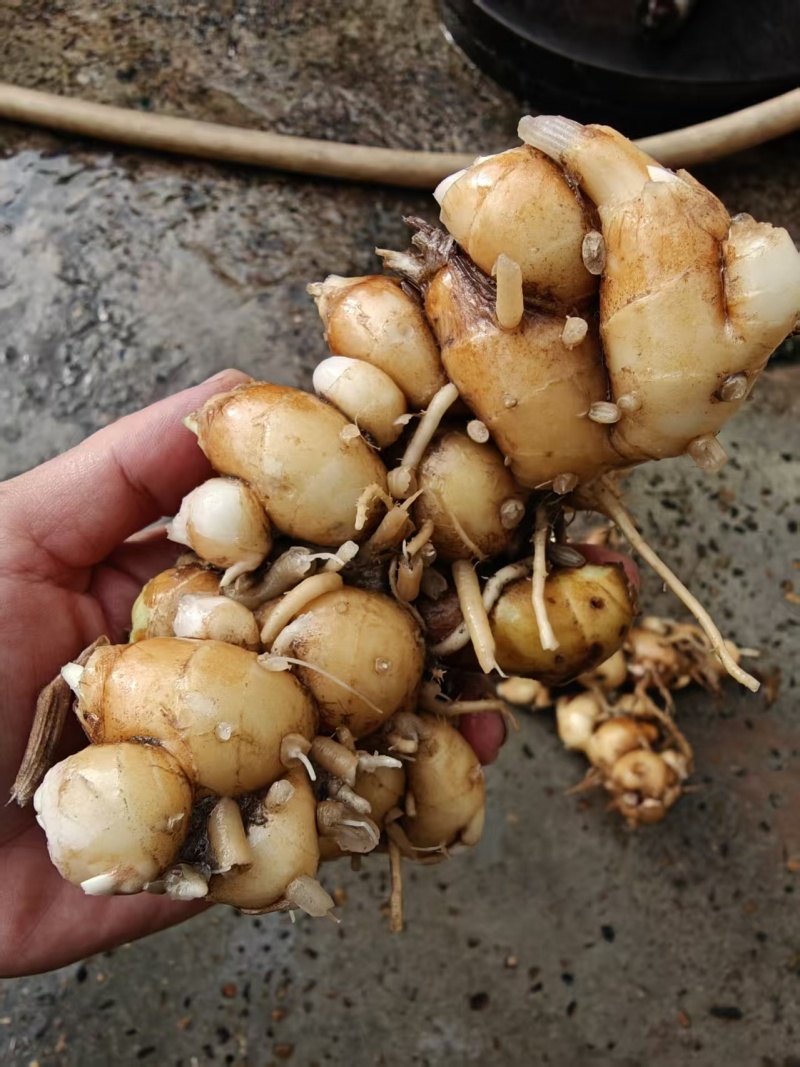 我想卖新鲜沙姜