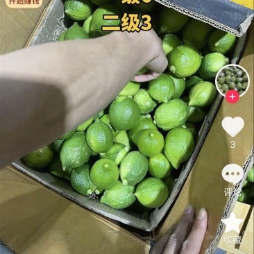 广东省香水柠檬