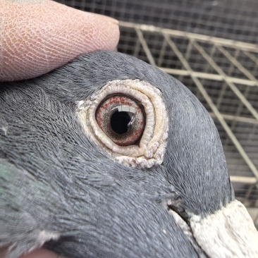老白眼鸽子