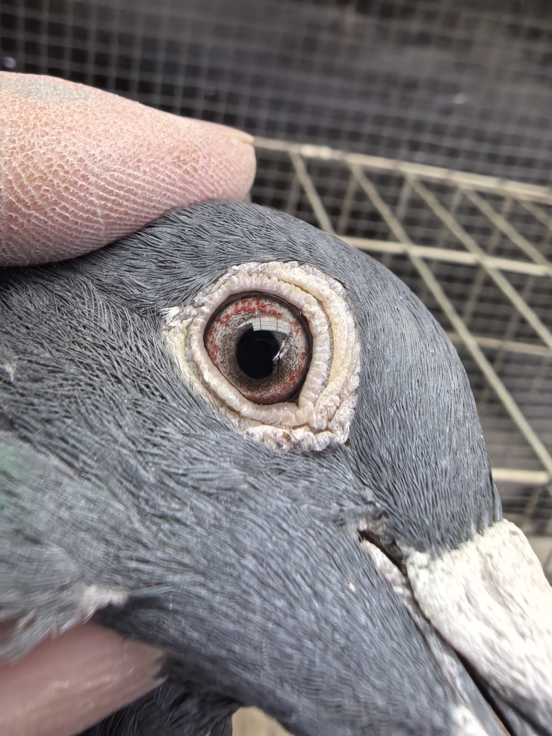 老白眼鸽子