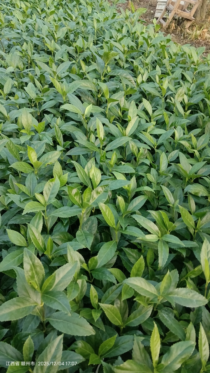 草珊瑚种苗