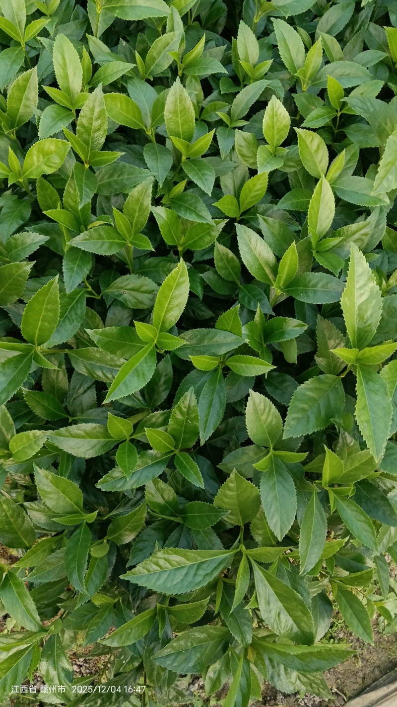 草珊瑚种苗