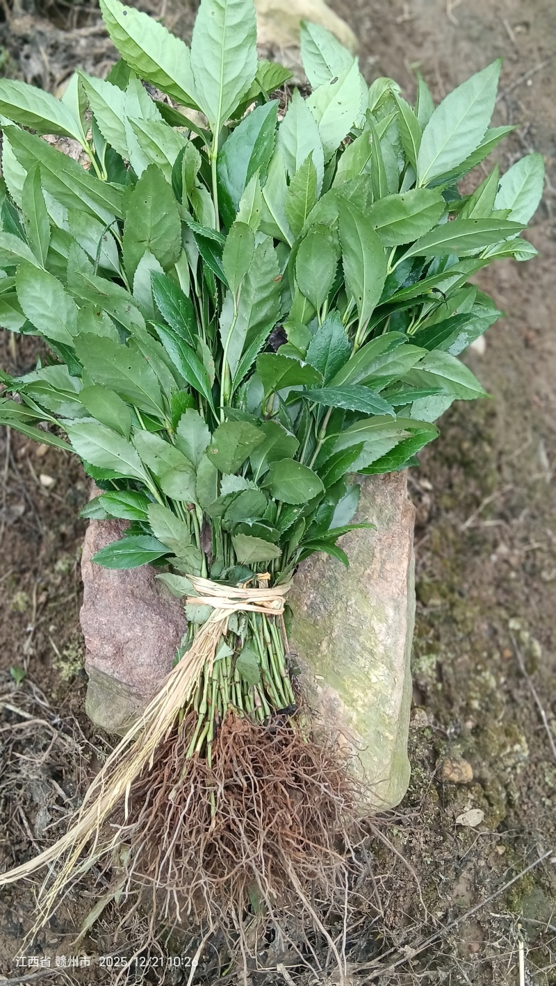 草珊瑚种苗
