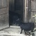 散养黑山羊