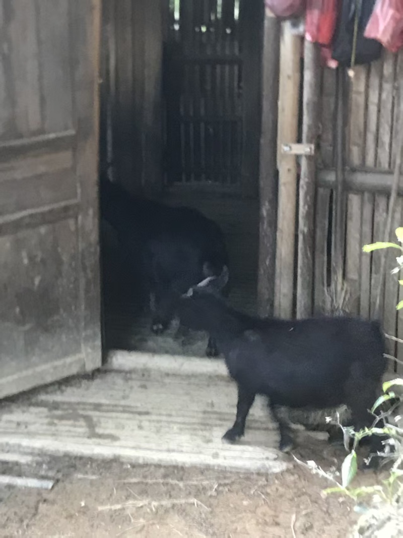 散养黑山羊