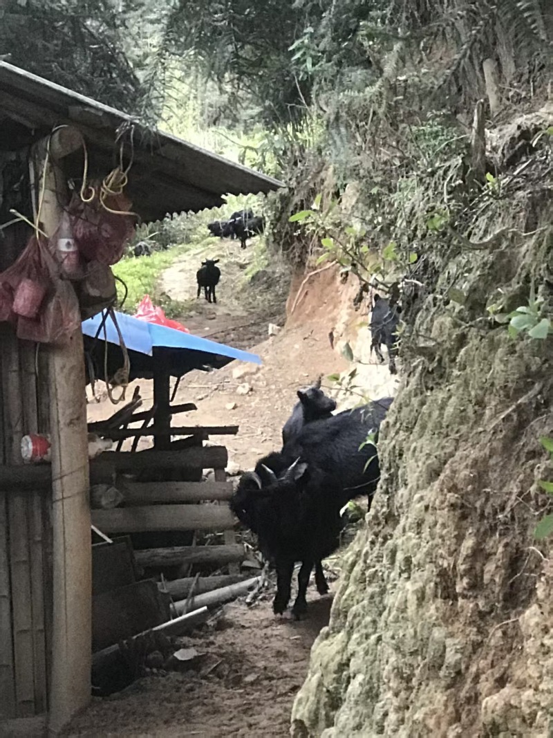 散养黑山羊