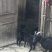 散养黑山羊