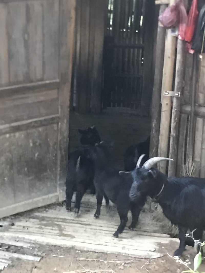 散养黑山羊