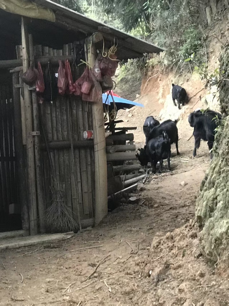 散养黑山羊