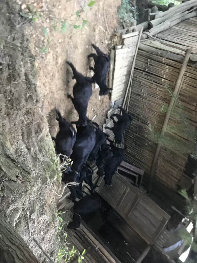 散养黑山羊