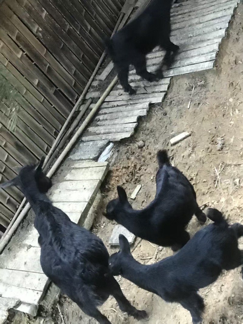 散养黑山羊