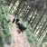 散养黑山羊