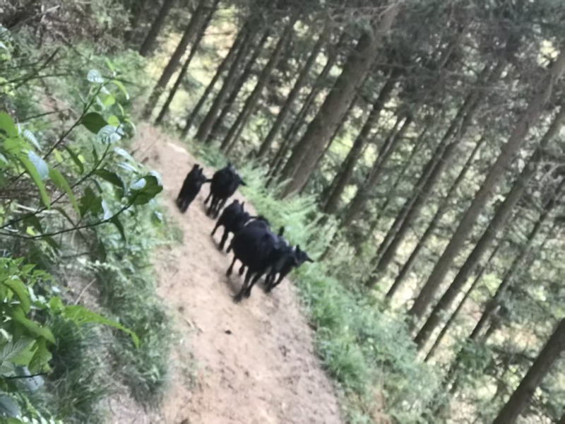 散养黑山羊