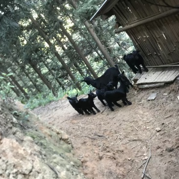 散养黑山羊