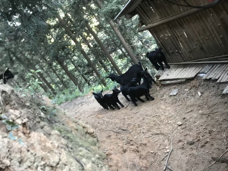 散养黑山羊