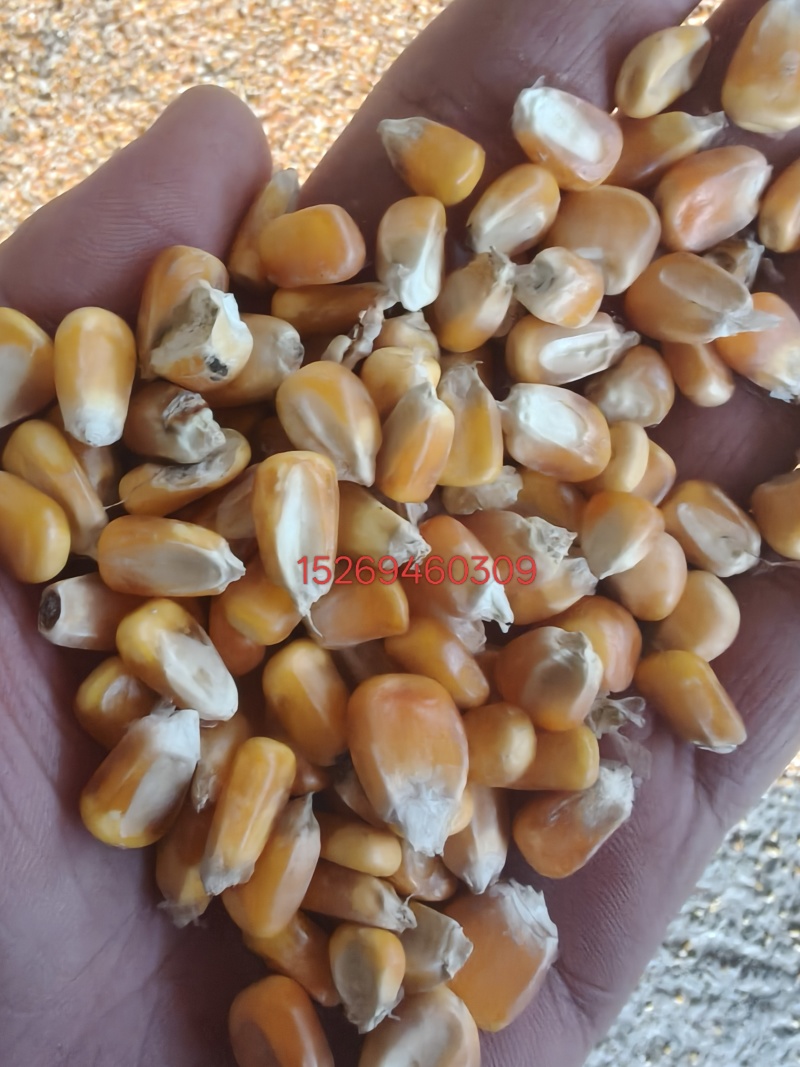 优质玉米粒，14个水，用于养殖及深加工