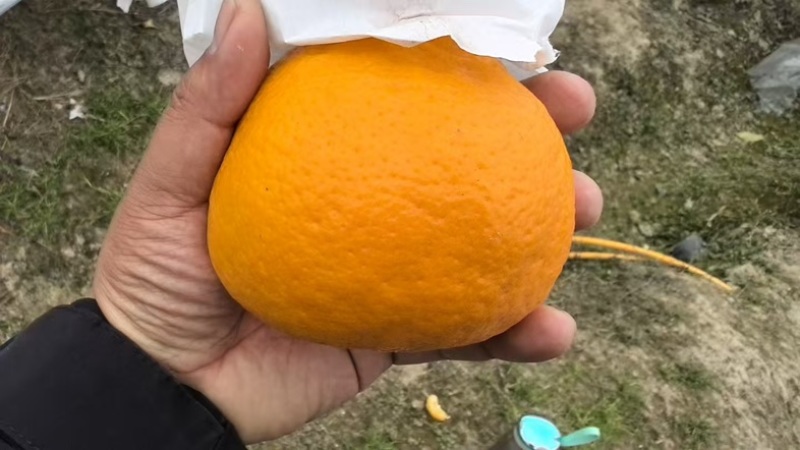耙耙柑