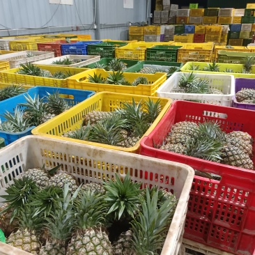 海南热带水果批发供应