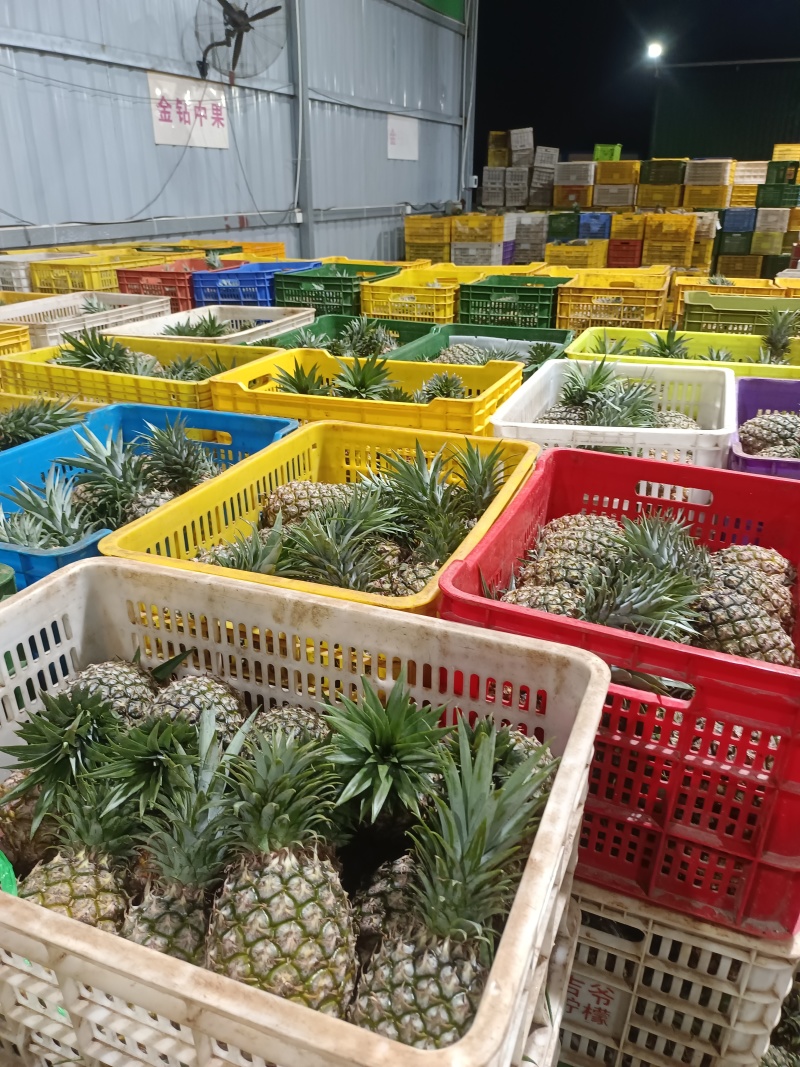 海南热带水果批发供应