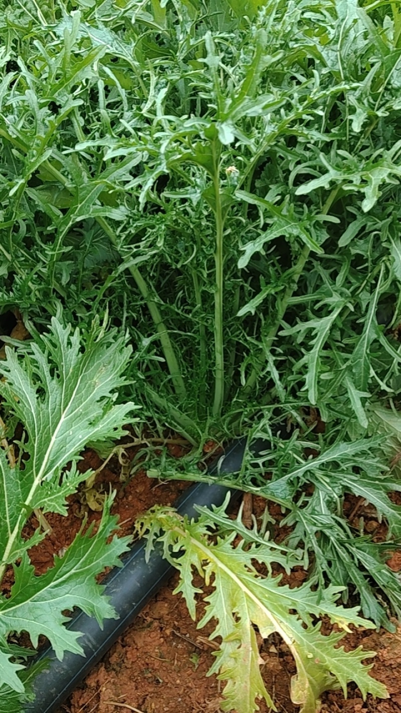 雨里蕻菜
