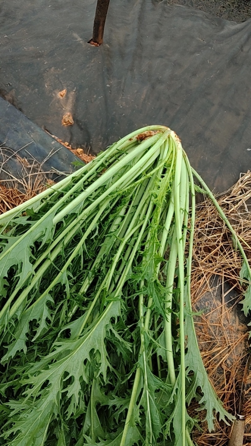 雨里蕻菜