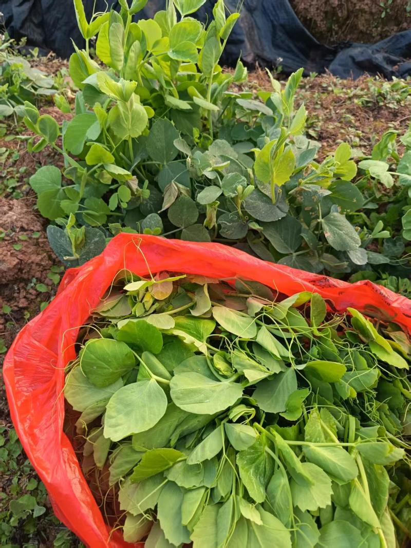 龙泉本地豌豆尖