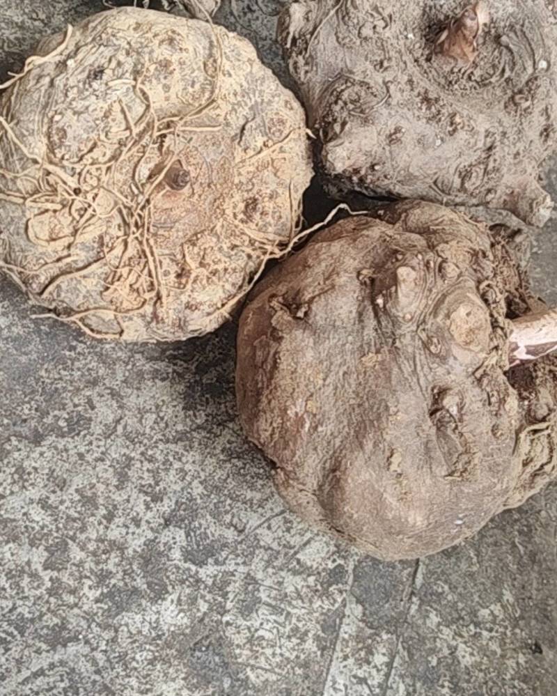 豆腐魔芋