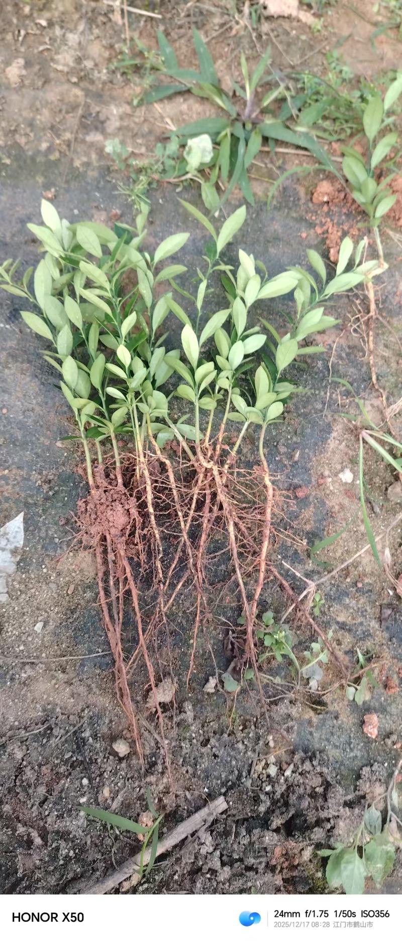 优质金豆苗，110盆25公分高，基地直发，裸苗发。质量