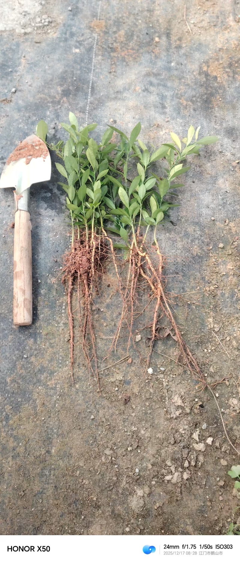 优质金豆苗，110盆25公分高，基地直发，裸苗发。质量