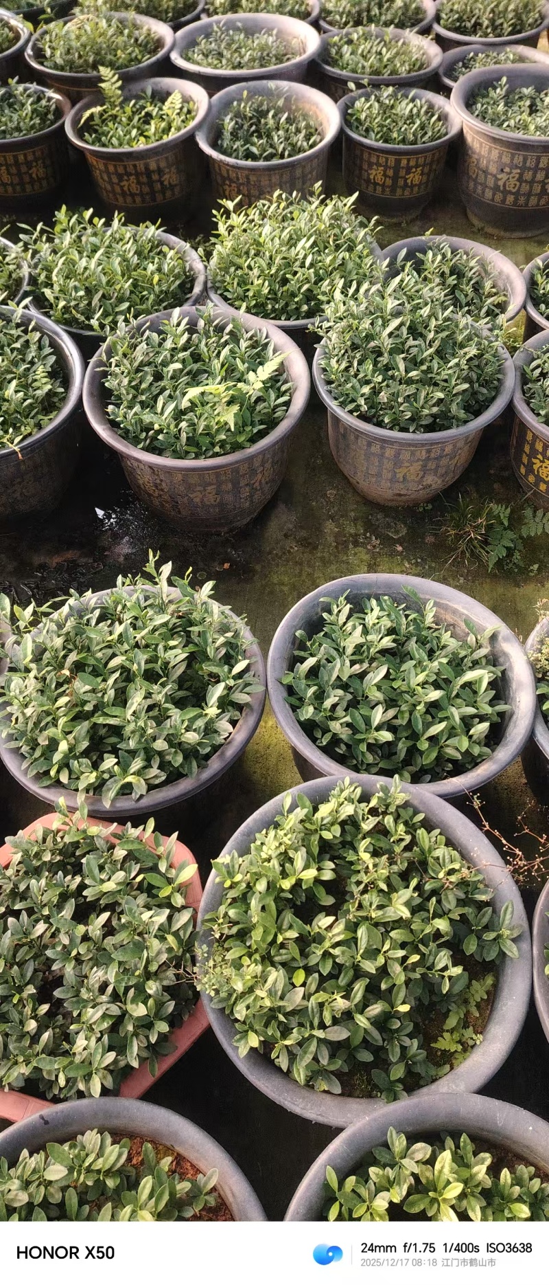 优质金豆苗，110盆25公分高，基地直发，裸苗发。质量