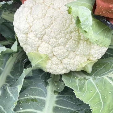 精品有机花菜