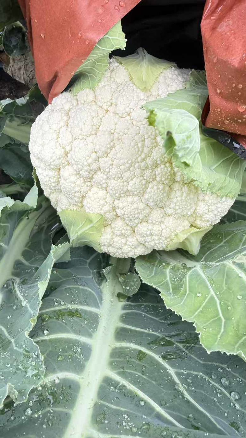 精品有机花菜