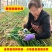 鹰潭农家自种蒜苗蒜香味浓带泥发货红根新鲜大蒜叶