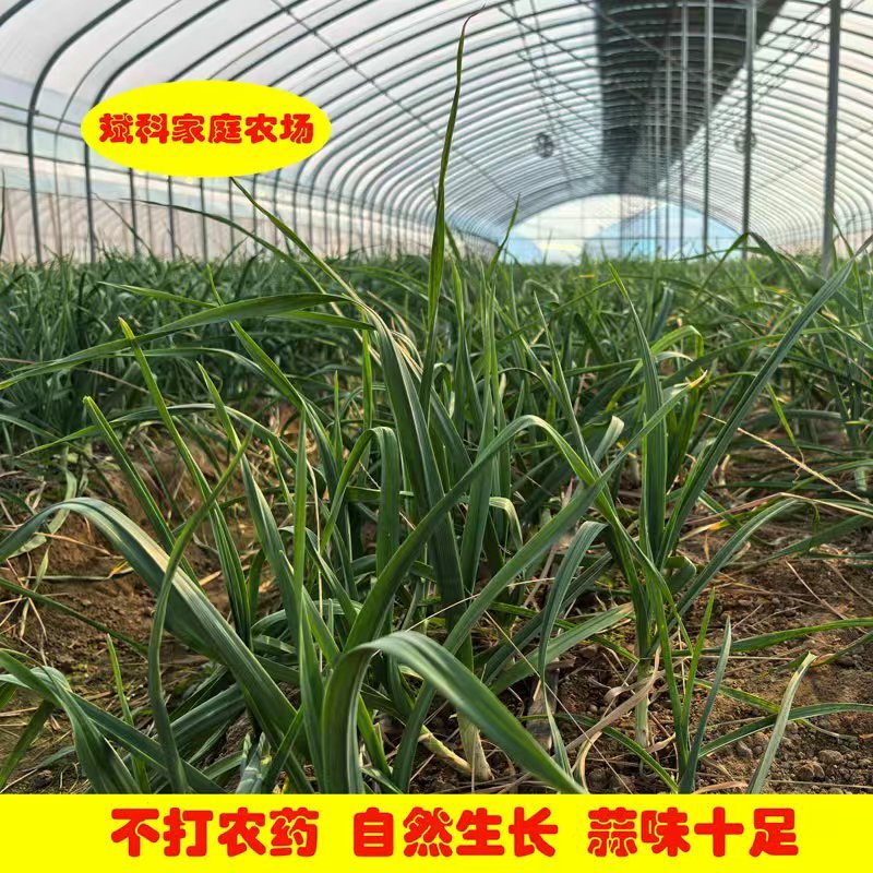 鹰潭农家自种蒜苗蒜香味浓带泥发货红根新鲜大蒜叶