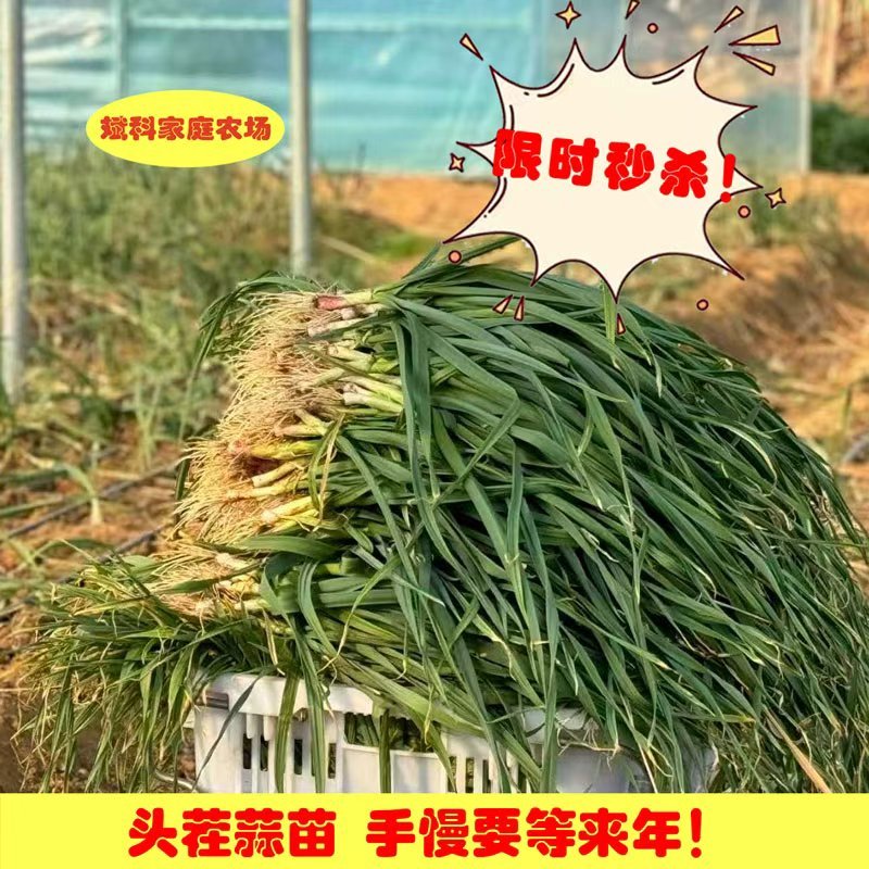 鹰潭农家自种蒜苗蒜香味浓带泥发货红根新鲜大蒜叶