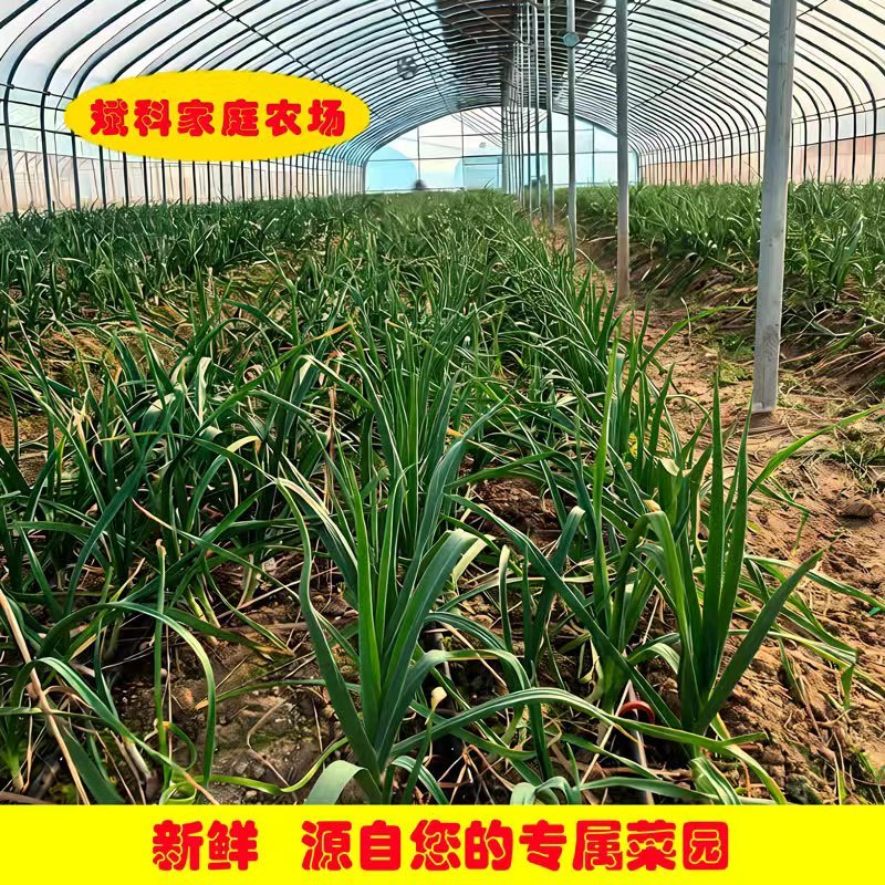 鹰潭农家自种蒜苗蒜香味浓带泥发货红根新鲜大蒜叶
