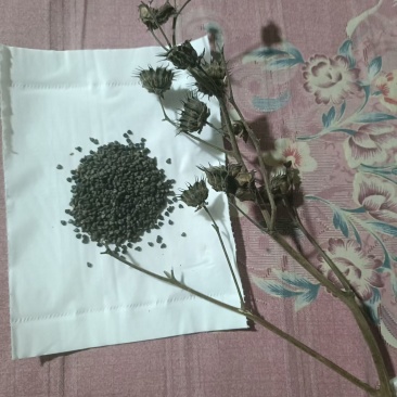 野生茼麻籽