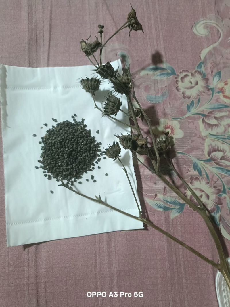 野生茼麻籽