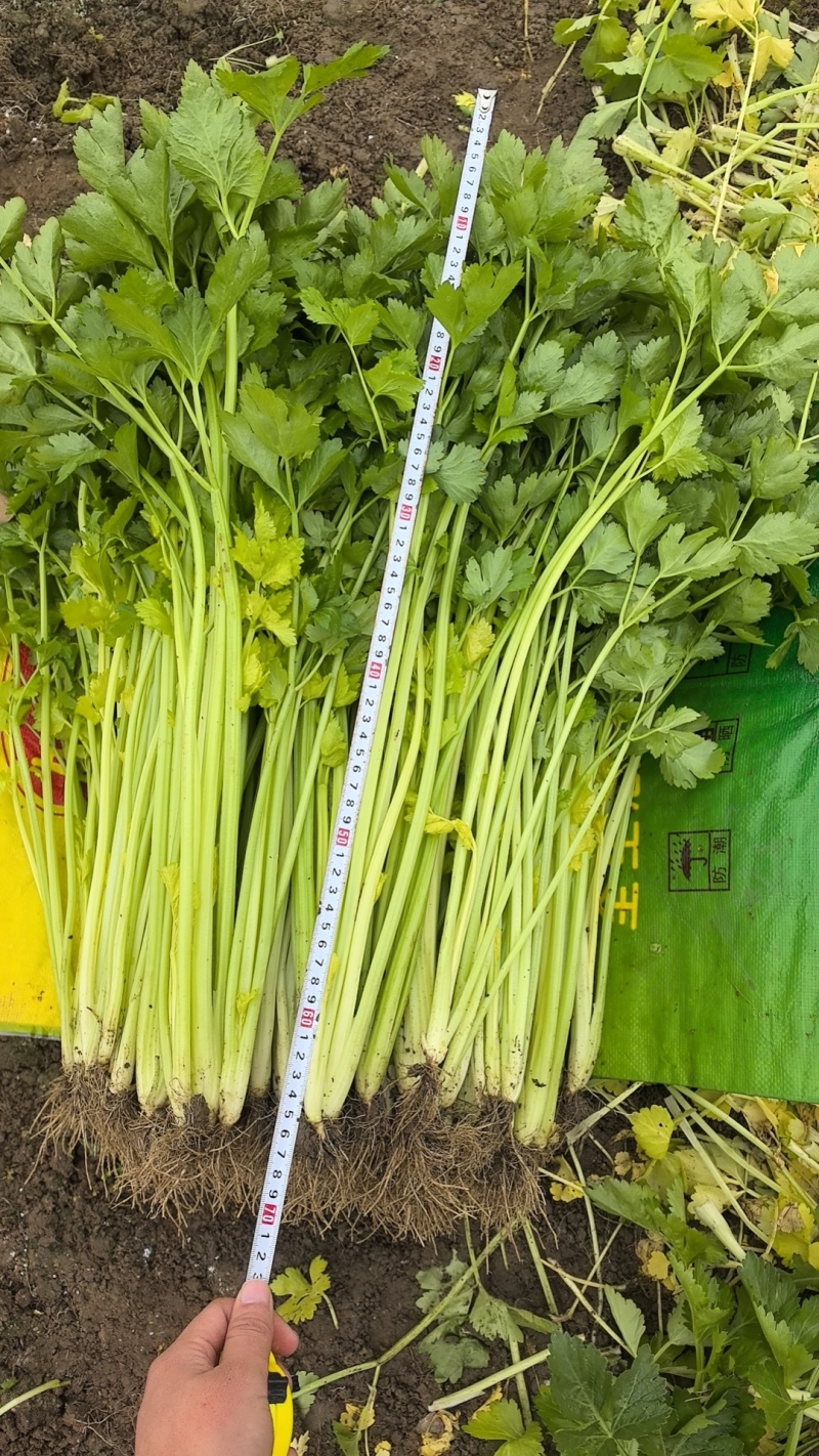 大量现货云南小香芹价格便宜欢迎各位老板采购