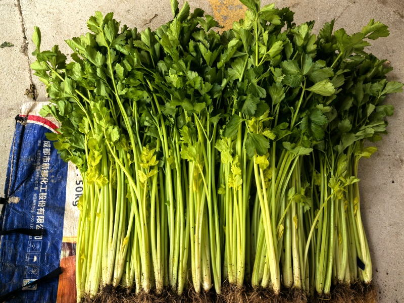 大量现货云南小香芹价格便宜欢迎各位老板采购