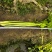 大量现货云南小香芹价格便宜欢迎各位老板采购