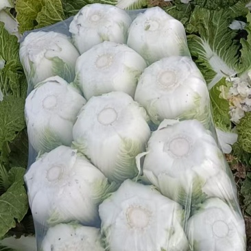 大白菜继续走货中，需要的电话联系